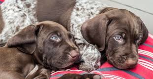 We are committed to offering german shorthaired pointer puppies who will grow up to become important members of your family. Caring For German Shorthaired Pointer Puppies Trudog