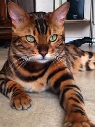 cat cats animal nice tiger color katzen schonen katzen katzenarten