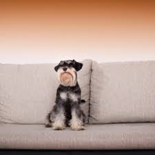 Nach dem sofa reinigen mit natron sollte die couch nun gut trocknen. Microfaser Couch Reinigen Wie Mache Ich Das Am Besten