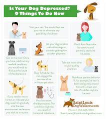 What are signs that your dog is depressed? Is Your Dog Depressed 8 Things To Do Now Saint Louis Dog Walkers