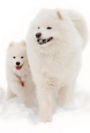 Viking Dog Names 175 Dognames Info For those who have viking descendants, and are versed in the culture may recognize this next few. viking dog names 175 dognames info