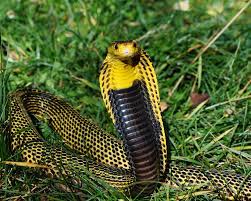 The Deadliest Snakes In The World Dailyforest Page 13 Snake Venomous Animals Beautiful Creatures