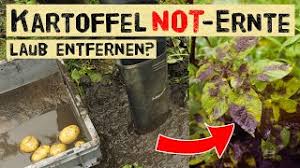 Einige gärtner haben gute erfahrung damit gemacht, nach der blüte noch einige wochen zu warten, um besonders dicke knollen ernten zu. Kartoffeln Nach Starkregen Ernten Kraut Und Knollenfaule Breitet Sich Aus Kartoffellaub Entfernen Youtube