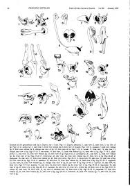 Image result for Disperis sp. nov. aff. macowanii