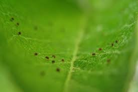 Image result for red mite