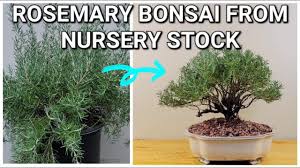 Image result for rosemary bonsai