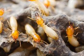 Kills and controls subterranean termites as well as carpenter ants. Methods Of Termite Control Jenkins Pest Control San Antonio