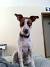 German Shorthaired Pointer Pitbull Mix Puppy