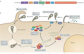 Marburg virus (marv) causes marburg virus disease in humans and nonhuman primates, a form of viral hemorrhagic fever. Figure 1 From Filovirus Pathogenesis And Immune Evasion Insights From Ebola Virus And Marburg Virus Semantic Scholar