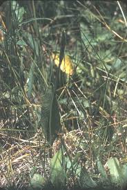 Image result for Ophioglossum thomasii