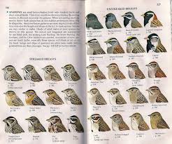 Sparrows The Accidental Birder Field Guide Outdoor