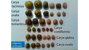 In this video, we take a look at the shagbark hickory (carya ovata) and the mockernut hickory (carya tomentosa) trees and discuss the pros and cons of having. Hickories Of The Midwest Indigenous Landscapes