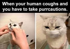 Maybe you would like to learn more about one of these? Brighten Up Your Quarantine With These Funny Animal Memes Film Daily