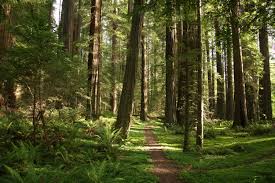 Stunning ancient redwood trees reaching high into the sky in Grizzly Creek Redwoods State Park