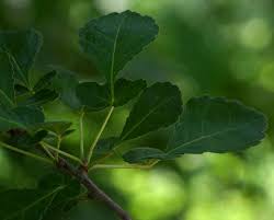 Image result for Commiphora africana