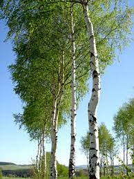 Birken add to list share. Die Birke