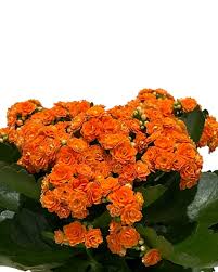 Image result for Kalanchoe calandiva