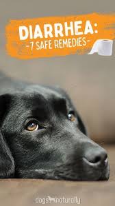 Help My Dog Has Diarrhea Here S 7 Home Remedies That Work Dog Diarrhea Remedy Diarrhea In Dogs Dog Has Diarrhea