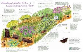Native Plant Garden Design Pollinators Amp Native Plants Nancy Seiler Concept Pollinator Garden Pollinator Garden Design Bee Friendly Garden