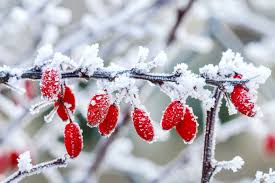 Gartenarbeiten im Januar - [SCHÖNER WOHNEN]