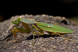 Image result for Elymandra grallata