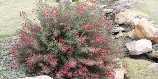 11 Ground Covers For Your Garden Bunnings Warehouse Ground Cover Cottage Garden Plants Plants