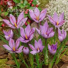 Kaufen Sie Hier Ihre Safranknollen 50 Stuck Krokus Sativus Zwiebeln Der Grosse 8 9 Krokus Zwiebeln Garten