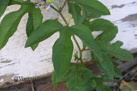 We hope that the following list of synonyms for the word clover will help you to finish your. Purple Passionflower Passiflora Incarnata Weed Profile Weed Identification