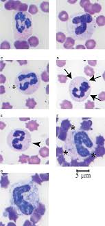 Discrete round or oval body's ranging in diameter from just visible to 2 um, which stain sky blue to. Mature Band And Toxic Neutrophils In Equine Peripheral Blood A Download Scientific Diagram