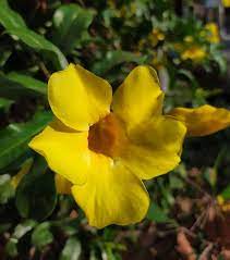 Growing Bush Allamanda Allamanda Schottii Drought Tolerant Plants Garden Lovers Club Plant Leaves Turning