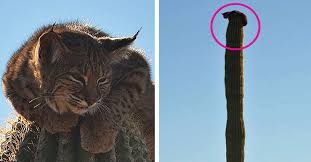 Though a cat wont usualy go near a rabbit unless, therefore the rabbit makes the cat mad. Nimble Arizona Bobcat Scales A Tall Saguaro Cactus Animal Behaviour Earth Touch News