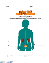 Body Systems Label Worksheet