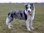 Blue Merle Border Collie - Are They Healthy, Happy Pets?