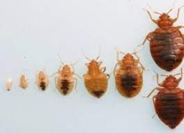 Some experts put the specific number of days it takes a bed bug egg to hatch slightly higher: The Bed Bug Life Cycle How Long Do They Live 5 Life Stages Defined