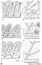 Image result for Christella hispidula