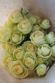 «эден роуз 85» (eden rose 85, meiviolin, eden climber, «пьер де ронсар», pierre de ronsard). Premium Garden Rose Creamy Eden