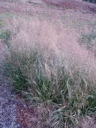 Image result for Eragrostis phyllacantha