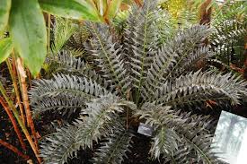 Image result for Encephalartos