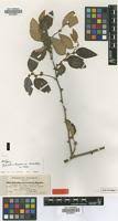 Image result for Ziziphus abyssinica