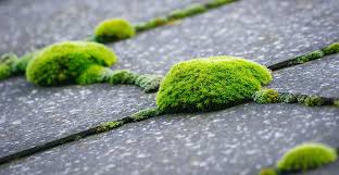 I've checked some various insurance provider websites, but i've been a little uncertain whether i'm in a position to start a policy. Homeowners Beware Roof Moss Can Spell Insurance Cancellation Life S Dirty Clean Easy