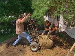 The shire is predominantly rural and encompasses 8,100km 2. How To Transplant A Japanese Maple How Tos Diy