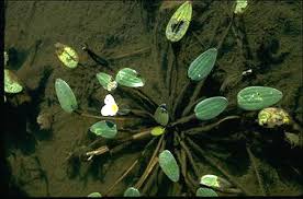 Image result for Ottelia ulvifolia