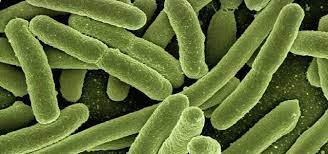 First, they enlarged into round coccoid forms. Vibrionen In Badegewassern Das Solltest Du Wissen Utopia De