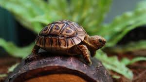 What To Know Before Buying A Tortoise Pisces Pet Emporium