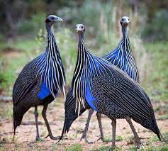 Females have more backswept or smaller wattles and the helmet is sort of backswept and shorter. Guinea Fowl The Best Security Guard You Can Employ Cgtn