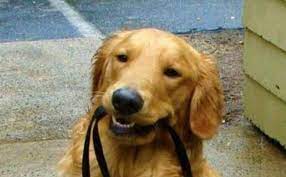 Share the best gifs now >>>. 14 Funny Golden Retriever Memes That Will Make You Fall In Love With Them Petpress