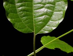 Image result for Hernandiaceae