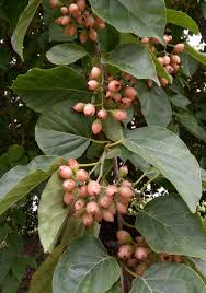 Image result for Cordia sp.A.