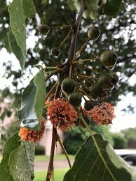 Bradford pear fruits are small, round, and hard until they soften after the first frost. Aristocrat Pears And Orange Pollen Ask An Expert