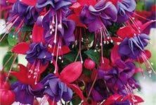 Maybe you would like to learn more about one of these? 110 Zone 9 Perennials Ideas Perennials Plants Planting Flowers